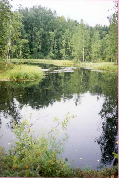 Лесное озеро (Яр.обл.) k.jpg